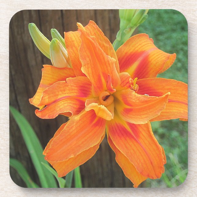 Orange Lily Coaster (Front)