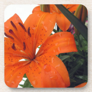 Orange LIly Coaster