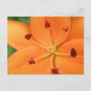 Orange Lily Floral Postcard