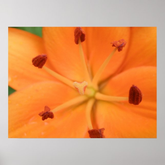Orange Lily Floral Print (Front)