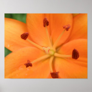 Orange Lily Floral Print