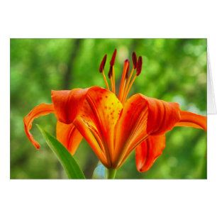 Orange Lily Flower