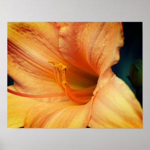Orange Lily Flower Close Up Poster