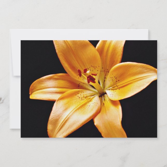 Orange lily  flowers (Front)