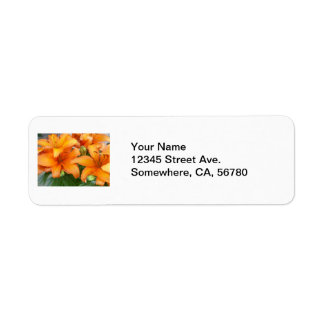 Orange Lily Flowers