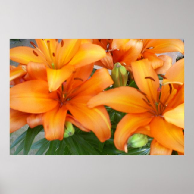 Orange Lily Flowers Poster (Front)