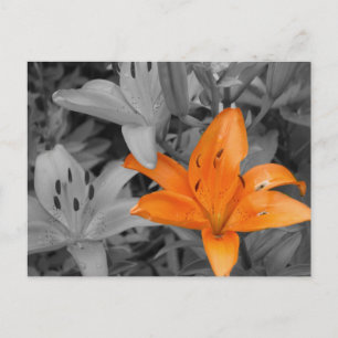 Orange Lily Hand-Coloured Postcard