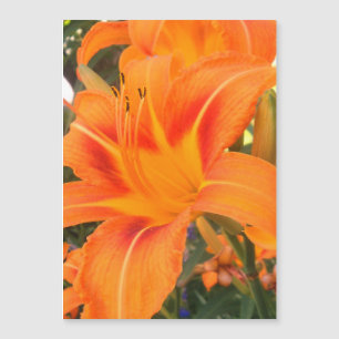 Orange lily in the garden    - magnetic card
