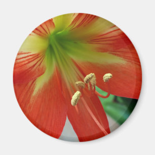 orange lily magnet