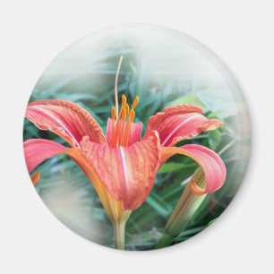 orange lily magnet
