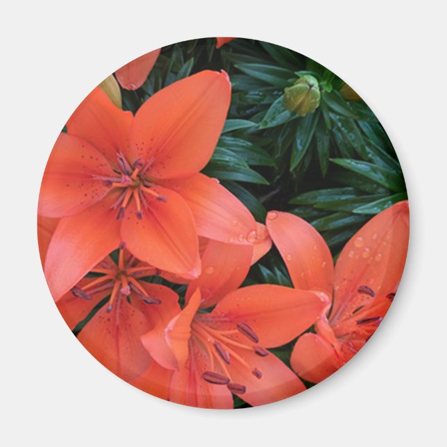 Orange Lily Magnet (Front)