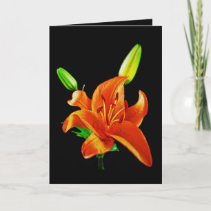 Orange Lily On Black Card