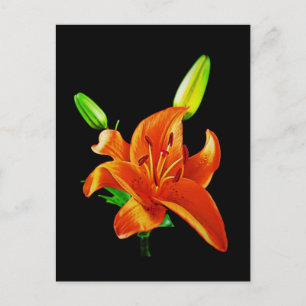 Orange Lily On Black Postcard