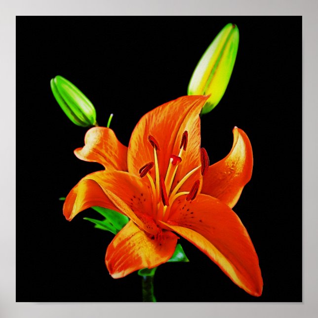 Orange Lily On Black Poster (Front)
