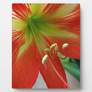 orange lily plaque
