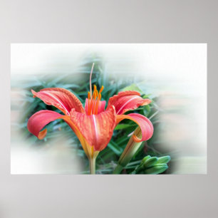 orange lily poster