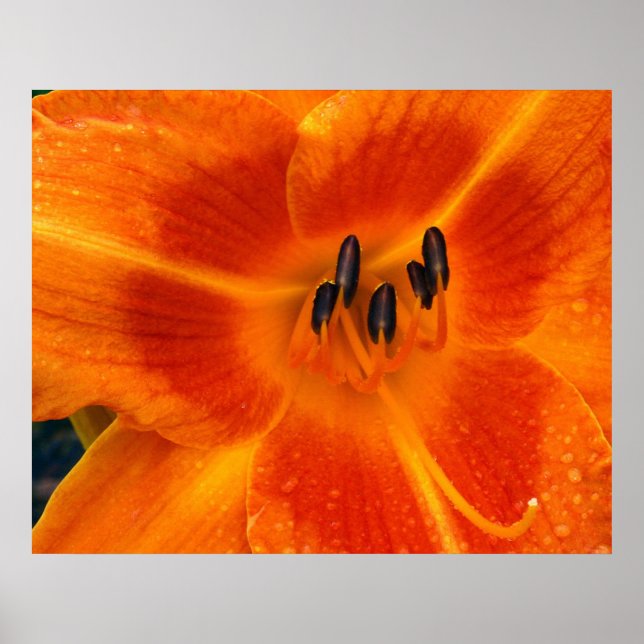 Orange Lily Poster (Front)