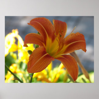 Orange Lily Poster