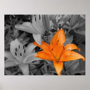 Orange Lily Poster