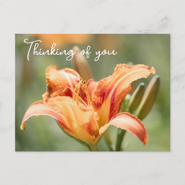 Orange Lily Thinking Of You  Postcard (Front)