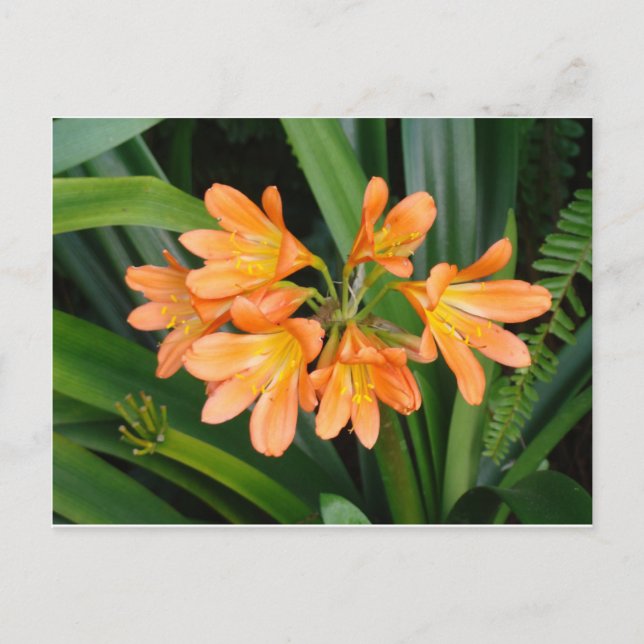 Orange Lily with Multiple Blooms Postcard (Front)