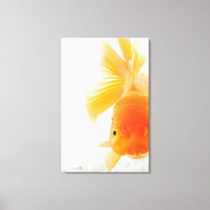 Orange lionhead goldfish (Carassius auratus) Canvas Print