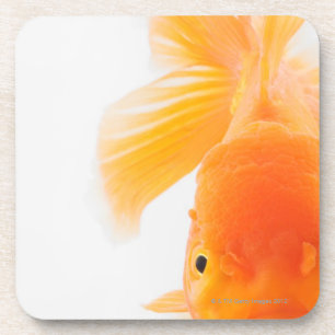 Orange lionhead goldfish (Carassius auratus) Coaster
