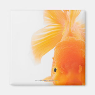 Orange lionhead goldfish (Carassius auratus) Magnet