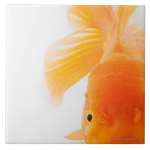 Orange lionhead goldfish (Carassius auratus) Tile