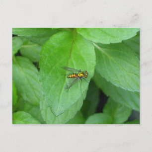 Orange long legged fly sitting on mint leaf postcard