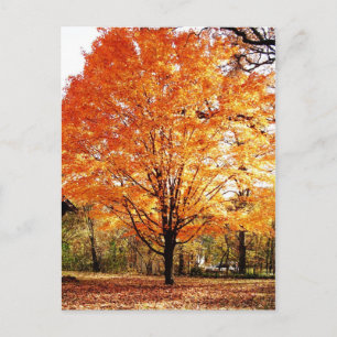Orange Maple Leaves Thanksgiving Postcard