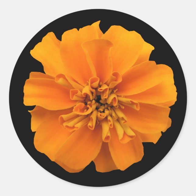 Orange Marigold Flower on Black Classic Round Sticker (Front)