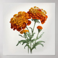 Orange Marigold Flowers Art Print Poster