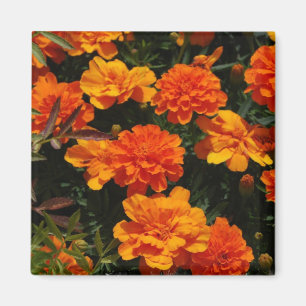 Orange Marigold Flowers Magnet