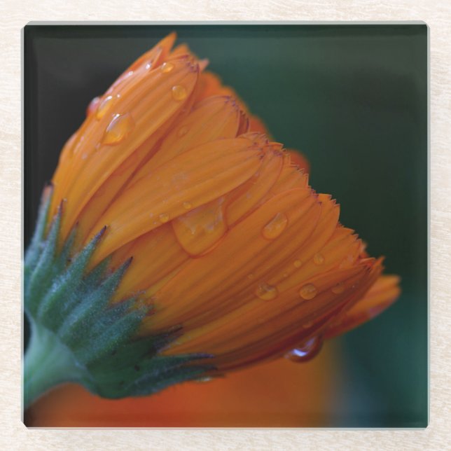 Orange marigold  glass coaster (Front)