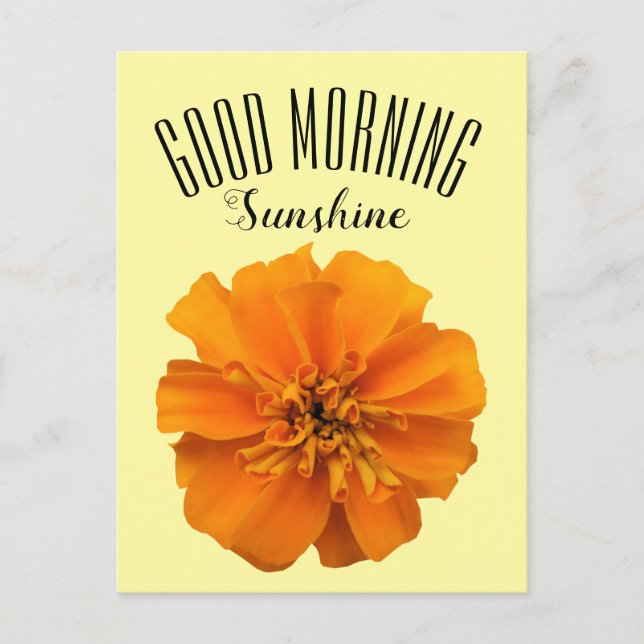 Orange Marigold Good Morning Sunshine Postcard (Front)
