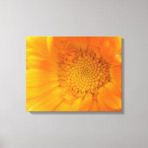 Orange Marigold Macro Canvas Print