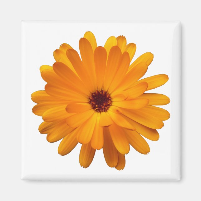 Orange Marigold Magnet (Front)