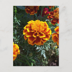 Orange Marigolds Vertical Postcard
