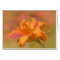 Orange Marmalade - Daylily