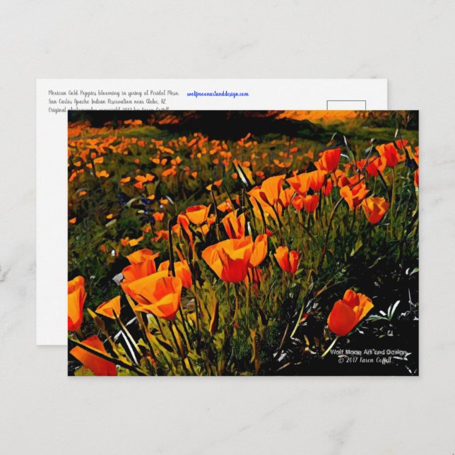 Orange Mexican Gold Poppies blooming in springtime Postcard (Front/Back)