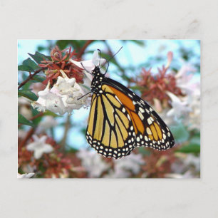 Orange Monarch Butterfly Postcard