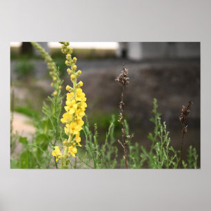 Orange Mullein Flowers Poster