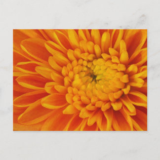 Orange Mum Fall Floral Photography Postcard