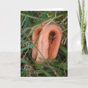 Orange Mushroom OBX Notecard