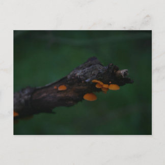 Orange Mushrooms Photography Postcard