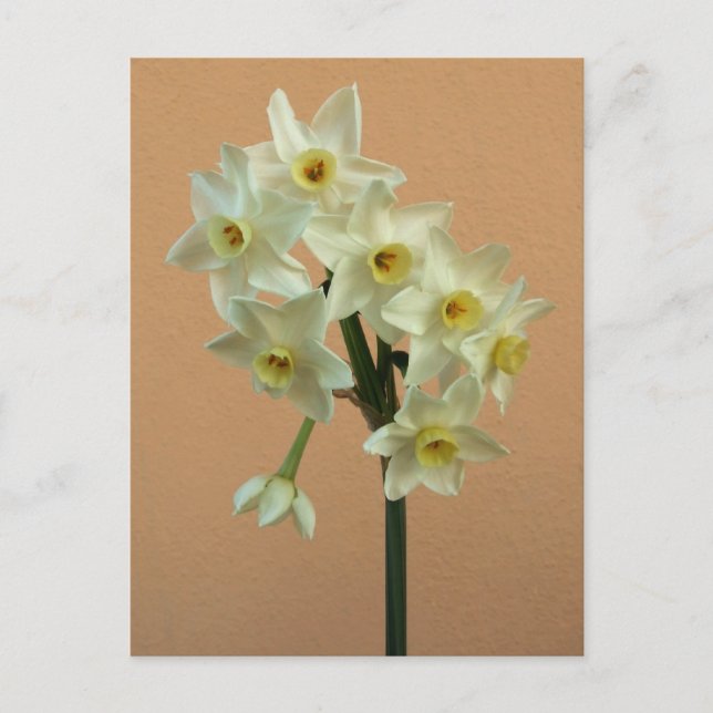 Orange Narcissus Postcard (Front)