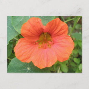 Orange Nasturtium Flower Postcard