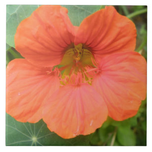 Orange Nasturtium Flower Tile