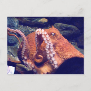 Orange Octopus Photos Postcard